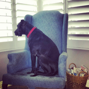 black dog in chair, optimizing images, social media agency