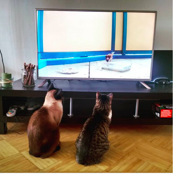 youtube, cats and tv, cats watching tv, tv watching